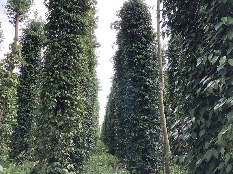 ベトナムの有機栽培胡椒の農園