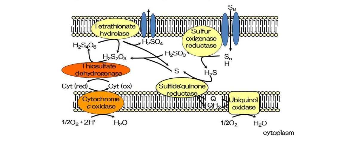 Biomining - Wikipedia