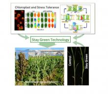 Development of stay-green plants through genetic modification of chloroplast functions(Division of Science for Bioresources)
