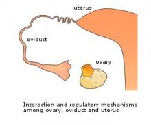 Studies on the local and mutual regulatory mechanisms controlling ovarian, oviductal and uterine functions(Division of Science for Bio-Production)