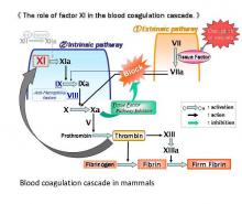 Impacts of blood coagulation factor XI deficiency on production of  Japanese Black cattle (Division of Science for Bio-Production)