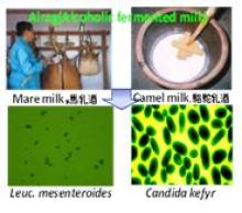Microbial interaction between lactic acid bacteria and yeasts in airag, a Mongolian alcoholic fermented milk(Division of Science for Bio-Production)