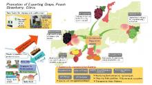 Development of production, postharves and transortaton technologies for the promotion of exporting Japanese fresh fruits to east asian and southeast asian countries