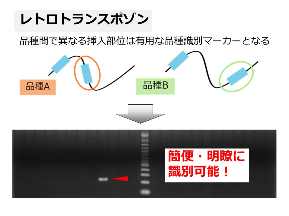 レトロトランスポゾンマーカー