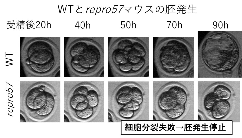 WTとrepro57マウスの胚発生
