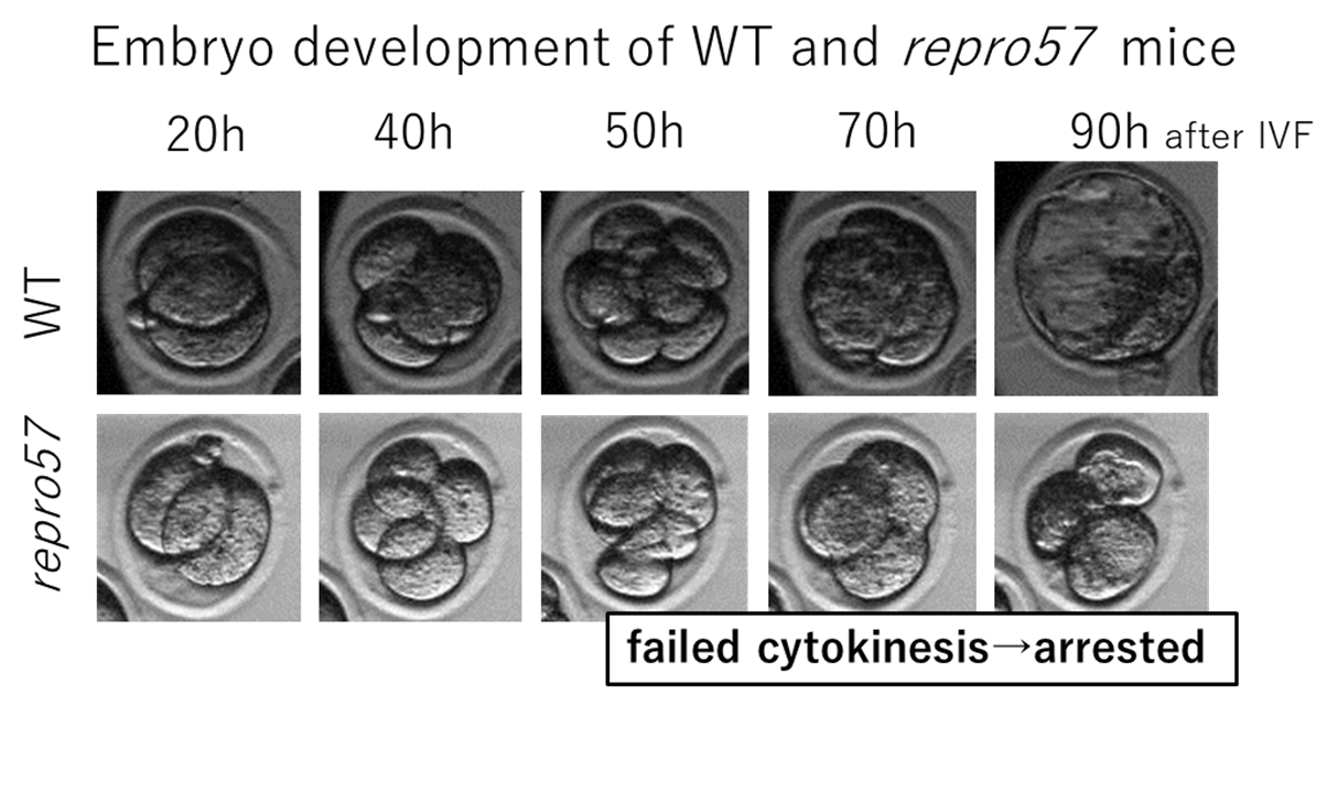 Embryo development of WT and repro57 mice