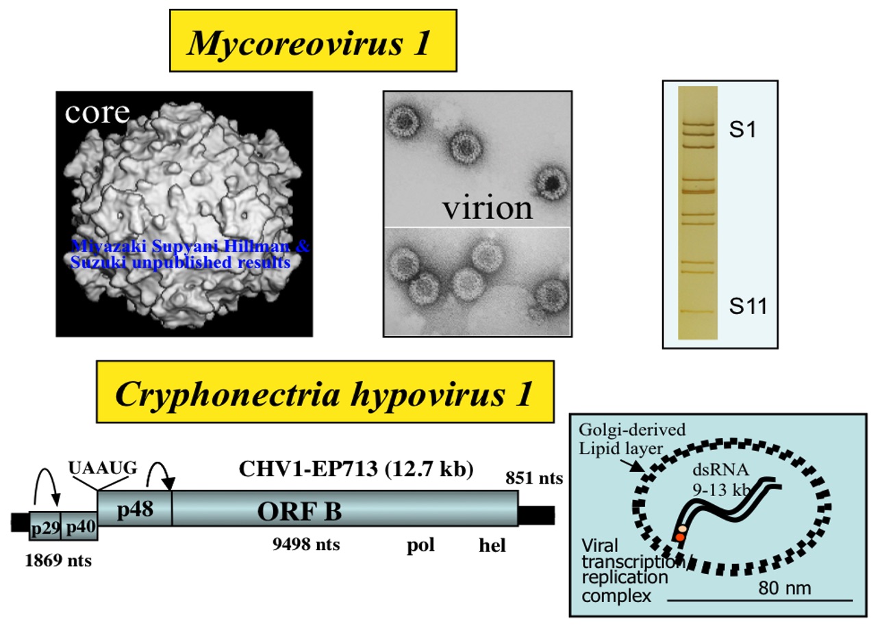 molecular moldels