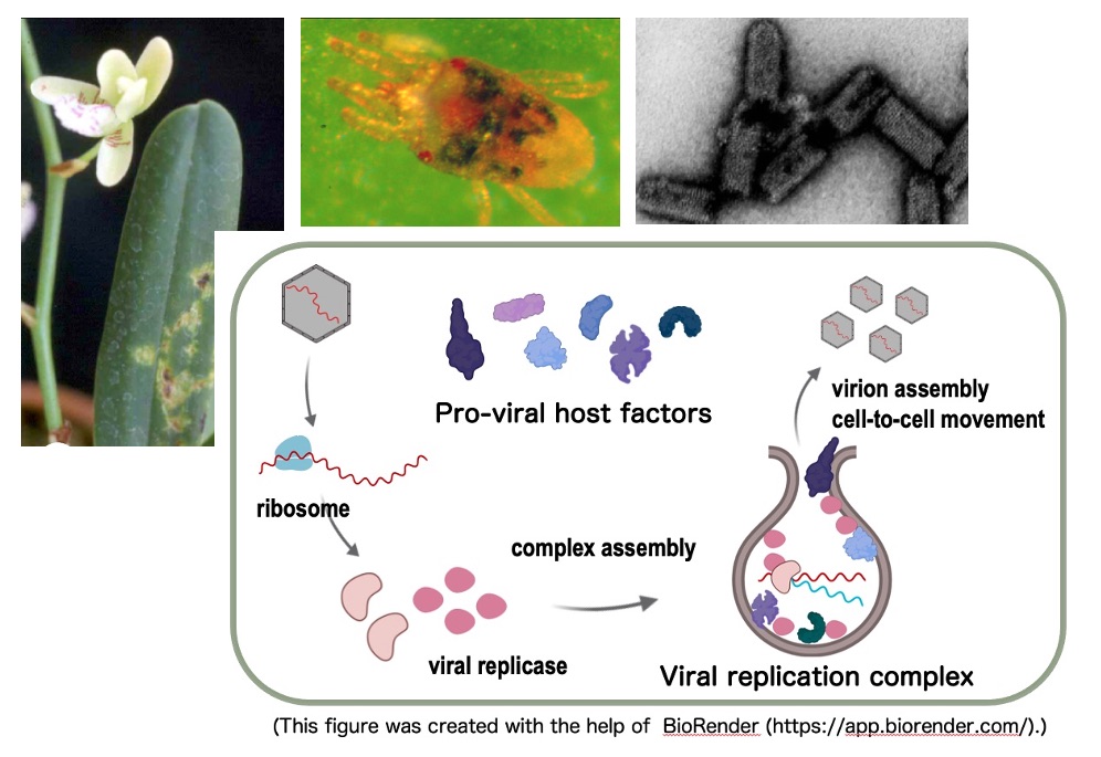 molecular moldels