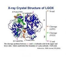 Molecular Characterization and Industrial Application of L-Amino Acid Oxidase with High Substrate Specificity(Division of Science for Bioresources)