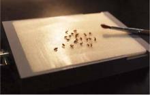 Search for evolutionary capacitor and its genetic buffering effect on quantitative traits