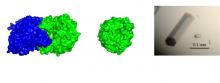 Studies on the enzymes which catalyse inorganic sulfur compounds as substrates. Basic research and their apprication.