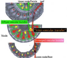 Integrated analysis of mineral transport system in crops